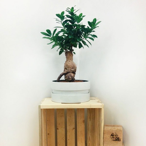 Tinker & Hack bonsai